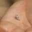 Tiny Salamander Geko Threadless Flat Back Earring, 20,18,16ga, 5-10mm Unisex, Surgical Steel SHEMISLI SS1020