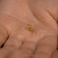 Tiny Scorpion Threadless Flat Back Earring, 20,18,16ga, 5-10mm Unisex, Surgical Steel SHEMISLI SS1145