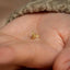 a person&#39;s hand holding a tiny gold bee stud