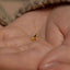 a tiny dog is sitting on someone&#39;s hand