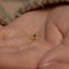 a tiny dog is sitting on someone's hand