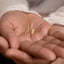 A close-up image of a person's hand holding a small gold leaf earring.