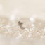 Moon Tragus Stud, Threadless Flat Back Earring, Minimalist Style, A-SS568