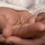 A small gold-colored dinosaur figurine is being held in a person's hand.